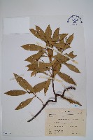 小錦蘭藏品圖，第1張