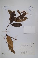 大錦蘭藏品圖，第1張