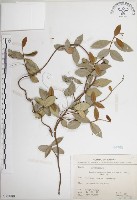 絡石藏品圖，第1張