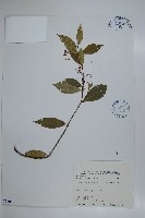 細梗絡石藏品圖，第1張