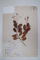 酸藤藏品圖，第1張