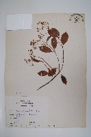 酸藤藏品圖，第1張