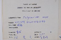 酸藤藏品圖，第2張