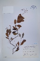 酸藤藏品圖，第1張