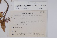 臺灣絡石藏品圖，第2張