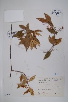 臺灣絡石藏品圖，第1張