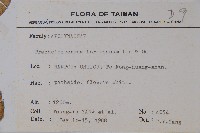 臺灣絡石藏品圖，第2張