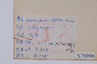 小錦蘭藏品圖，第2張