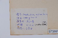 小錦蘭藏品圖，第2張