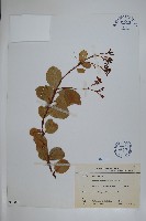 蘭嶼絡石藏品圖，第1張