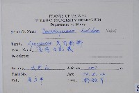 台灣白花藤藏品圖，第2張