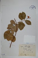 蘭嶼絡石藏品圖，第1張