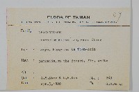 蘭嶼絡石藏品圖，第2張