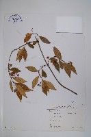 臺灣絡石藏品圖，第1張