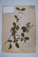 台灣白花藤藏品圖，第1張