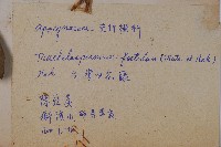 台灣白花藤藏品圖，第2張