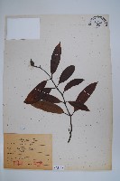 小錦蘭藏品圖，第1張