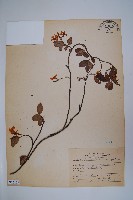 台灣白花藤藏品圖，第1張