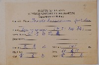 台灣白花藤藏品圖，第2張