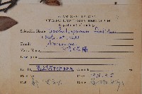 台灣白花藤藏品圖，第2張