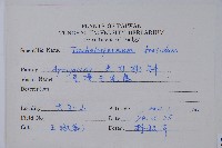 台灣白花藤藏品圖，第2張