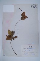 台灣白花藤藏品圖，第1張