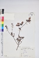 登錄號:S075112藏品圖，第1張