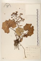 臺灣款冬藏品圖，第1張