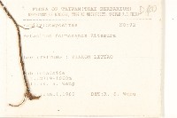 臺灣款冬藏品圖，第2張