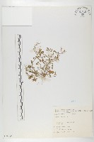 焊菜藏品圖，第1張