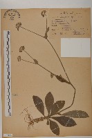 地膽草、毛蓮菜藏品圖，第1張