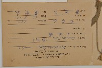 地膽草、毛蓮菜藏品圖，第2張