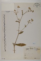 地膽草、毛蓮菜藏品圖，第1張