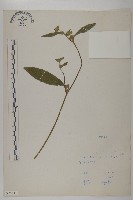 地膽草、毛蓮菜藏品圖，第1張