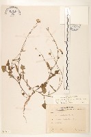 紫背草藏品圖，第1張