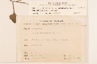 紫背草藏品圖，第2張