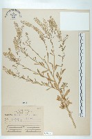 獨行菜藏品圖，第1張