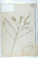 獨行菜藏品圖，第1張