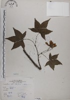 青楓藏品圖，第1張