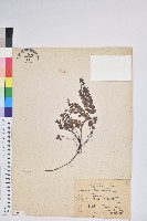 高山白珠樹藏品圖，第1張