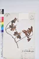 埔里杜鵑藏品圖，第1張