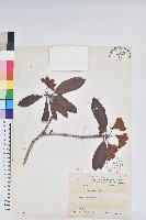 森氏杜鵑、森氏滿江紅藏品圖，第1張