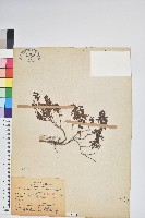 高山白珠樹藏品圖，第1張