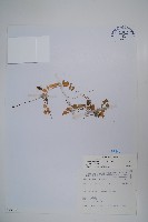 普刺特草藏品圖，第1張