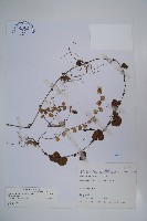 普刺特草藏品圖，第1張