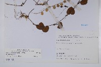 普刺特草藏品圖，第2張