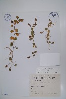 普刺特草藏品圖，第1張