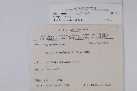 普刺特草藏品圖，第2張