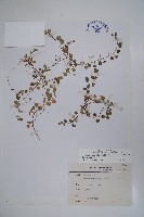 普刺特草藏品圖，第1張