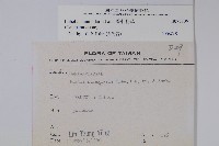 普刺特草藏品圖，第2張